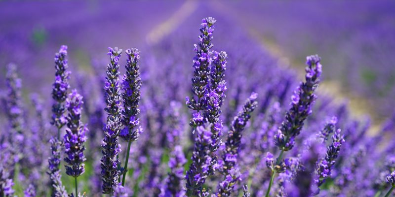 Lavendel æterisk olie